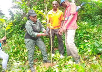 Alépé : Une journée de planting d’arbres initiée dans la zone de Dzeudji