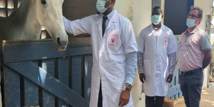 Sidi Touré invite les populations à fréquenter les chevaux après la maladie de theilériose