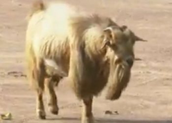 Tchologo : Il était une fois un village d&rsquo;humains dirigé par un Bouc