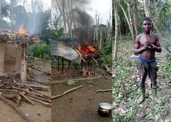 Alépé/ Préservation des aires protégées  :  Des planteurs clandestins arrêtés dans des forêts classées