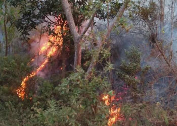 Côte d’Ivoire/ La SODEFOR préconise des mesures contre les feux non maitrisés en saison sèche