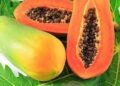 La papaye en Côte d’Ivoire : Un fruit aux vertus nutritives inestimables