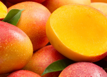 La mangue en Côte d&rsquo;Ivoire : une source de nutriments essentiels pour l&rsquo;autosuffisance alimentaire