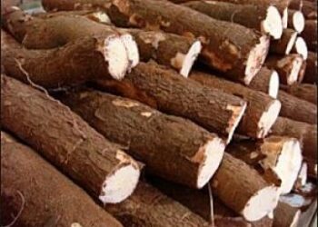 Le manioc : un atout clé vers l&rsquo;autosuffisance alimentaire en Côte d&rsquo;Ivoire