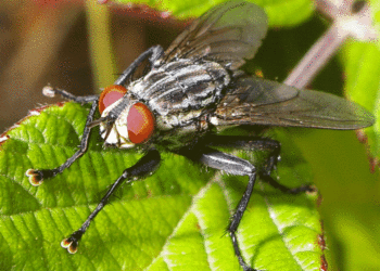 Le rôle méconnu des mouches : un équilibre fragile dans la société
