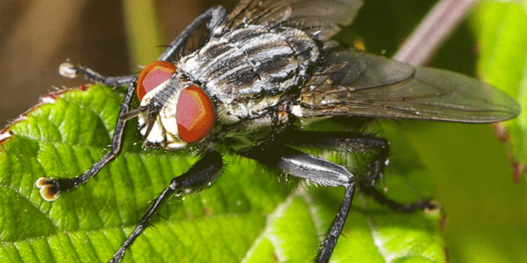 Le rôle méconnu des mouches : un équilibre fragile dans la société