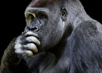 Dépasser la paresse intellectuelle : Voici comment libérer votre esprit critique et embrasser les grands débats