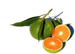 Mandarine en Côte d&rsquo;Ivoire : une source de vitalité et de santé pour tous