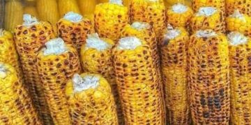 Côte d&rsquo;Ivoire/Découvrez les multiples façons de consommer le maïs pour une alimentation saine et équilibrée