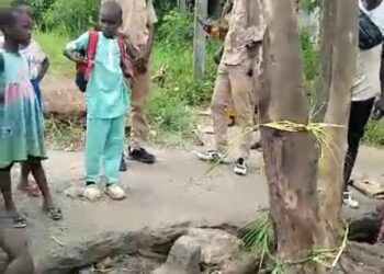 Côte d’Ivoire/Le Miracle de la Résurrection : L&rsquo;Arbre de Duékoué qui défie l&rsquo;imagination