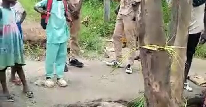 Côte d’Ivoire/Le Miracle de la Résurrection : L’Arbre de Duékoué qui défie l’imagination