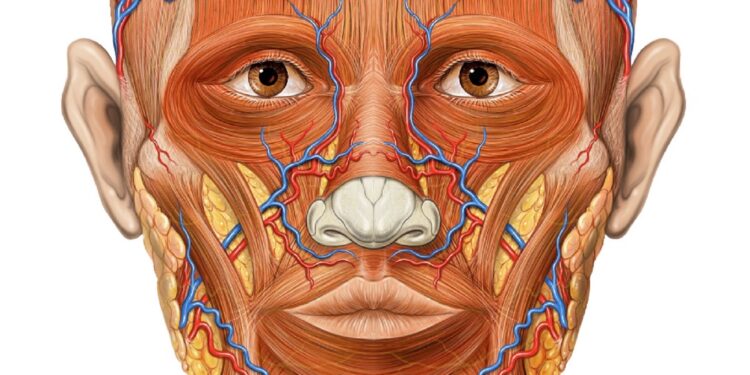 Médecine : pourquoi la petite tête de l’homme attire autant de spécialistes ?