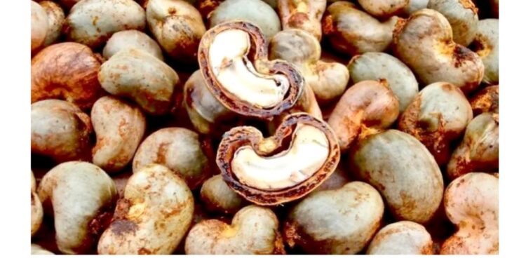 Côte d&rsquo;Ivoire : Les producteurs d’anacarde formés sur les techniques d’entretien des champs dans la Marahoué