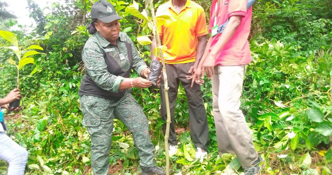 Alépé : Une journée de planting d’arbres initiée dans la zone de Dzeudji