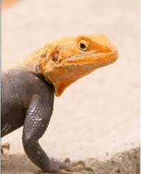 Départementales sanglantes : le RHDP comme le margouillat face à l&rsquo;éléphant (Récit de l&rsquo;honorable Traoré Mamadou)