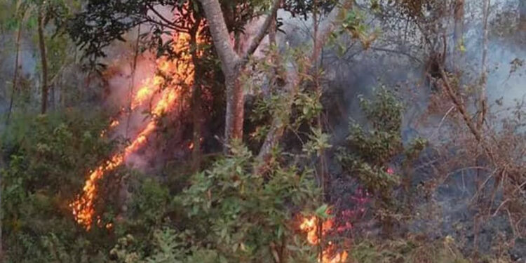 Côte d’Ivoire/ La SODEFOR préconise des mesures contre les feux non maitrisés en saison sèche