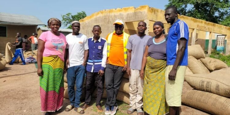 Région du Bounkani : Une opération de vente groupée de noix de cajou stimule les producteurs