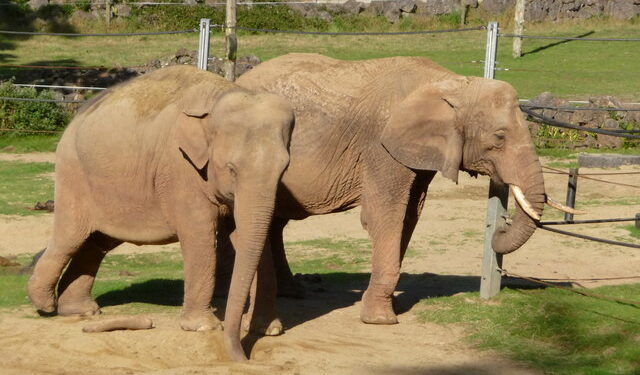Les conséquences néfastes de l&rsquo;adage ivoirien « C&rsquo;est NON qui envoie palabre »