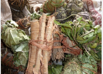 Colloque sur santé chez les Akan : culture et modernité au cœur des débats à Adiaké en  novembre 2024.