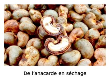 Côte d&rsquo;Ivoire : Les producteurs d’anacarde formés sur les techniques d’entretien des champs dans la Marahoué