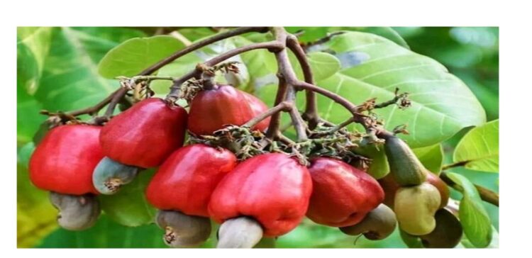 Côte d’Ivoire : Les producteurs d’anacarde formés sur les techniques d’entretien des champs dans la Marahoué