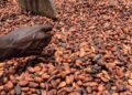 Le cacao ivoirien face aux dynamiques ouest-africaines