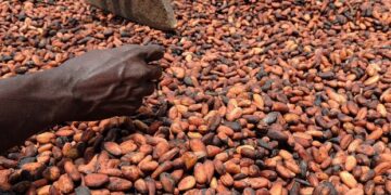 Le cacao ivoirien face aux dynamiques ouest-africaines